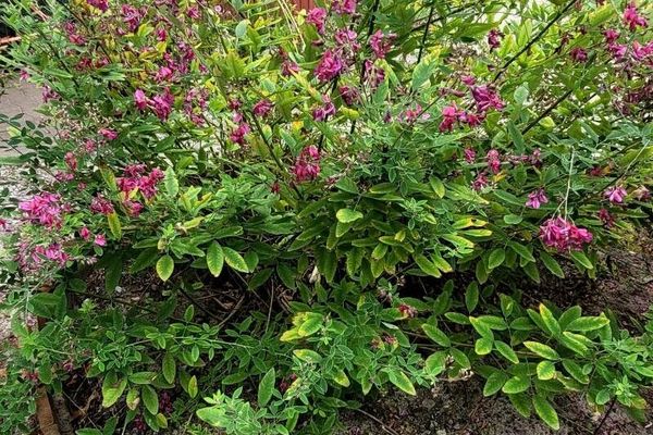 Shrubby lespedeza