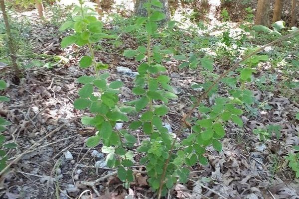 Hairy bush-clover