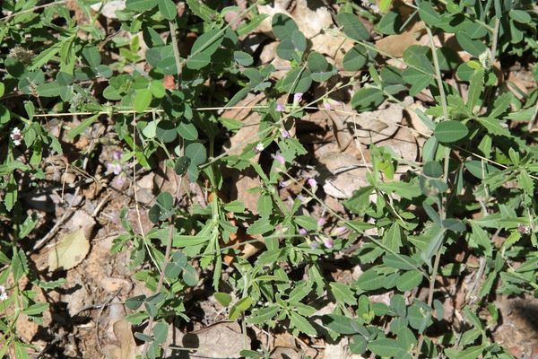 Trailing lespedeza