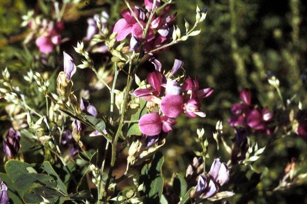 Violet lespedeza