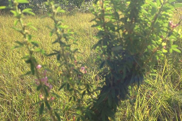 Slender bush-clover