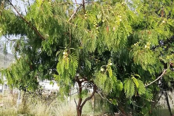 Coffeebush