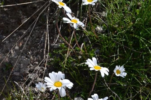 Alpine moon daisy