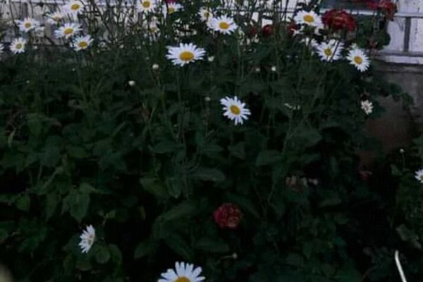 Leucanthemum adustum