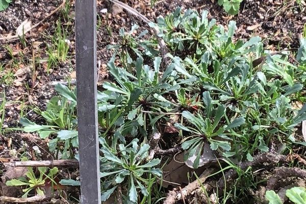 Leucanthemum pallens