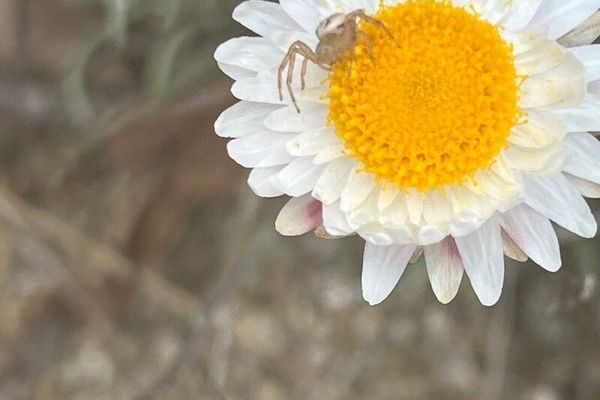 Leucochrysum albicans