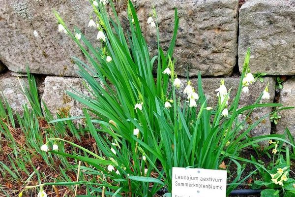 Loddon-lily