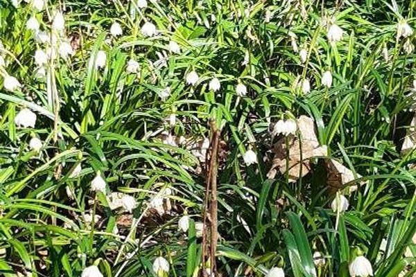 Spring snowflake