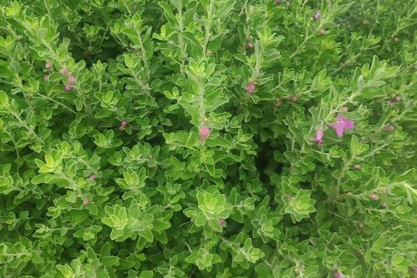 Texas barometer bush