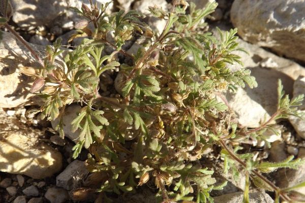 Narrow-leaf paleseed
