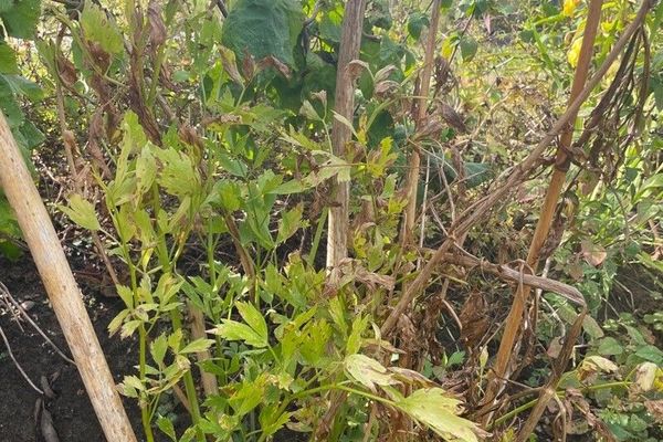 Garden lovage