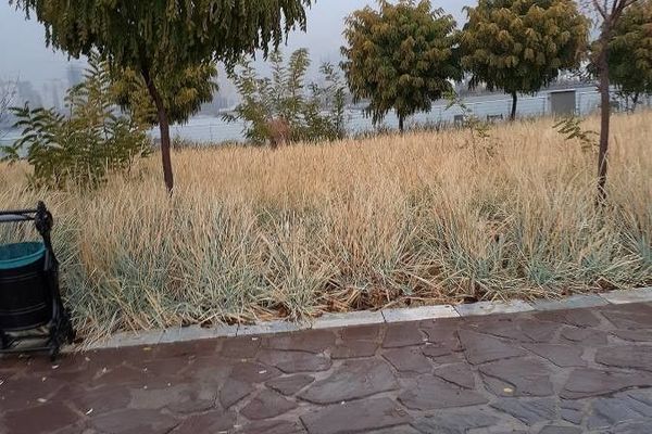 European dune grass