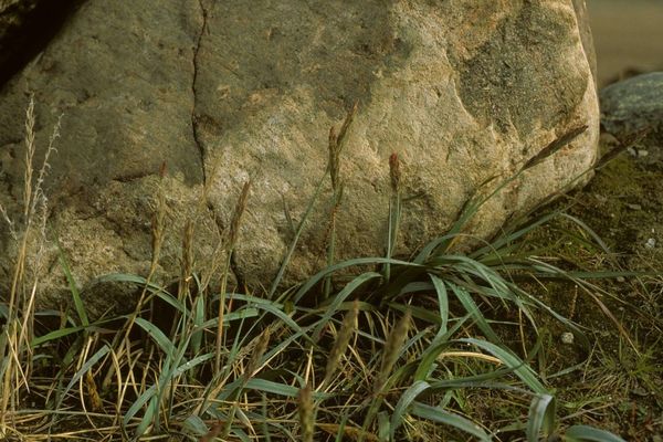 American dune grass