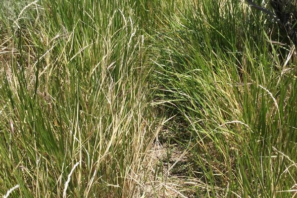 Beardless wild rye