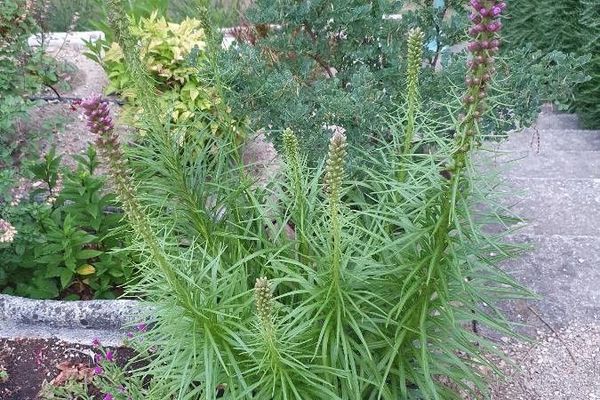 Tall blazing star