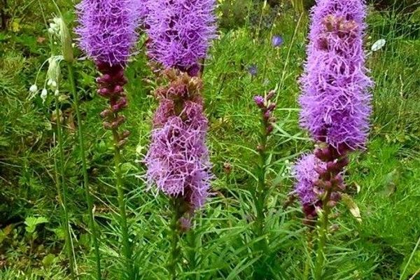 Prairie blazingstar