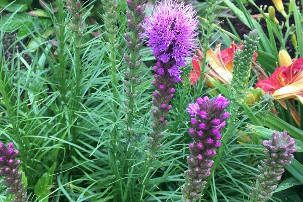Marsh blazingstar