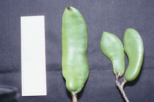 Libidibia ferrea