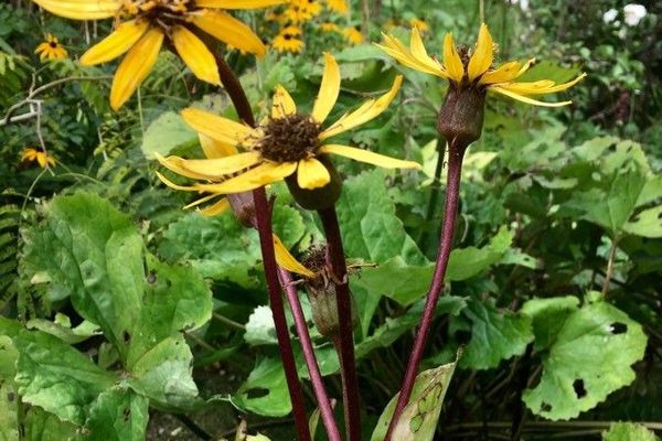 Siberian ligularia