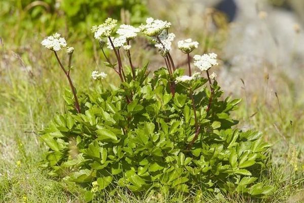 Scots lovage