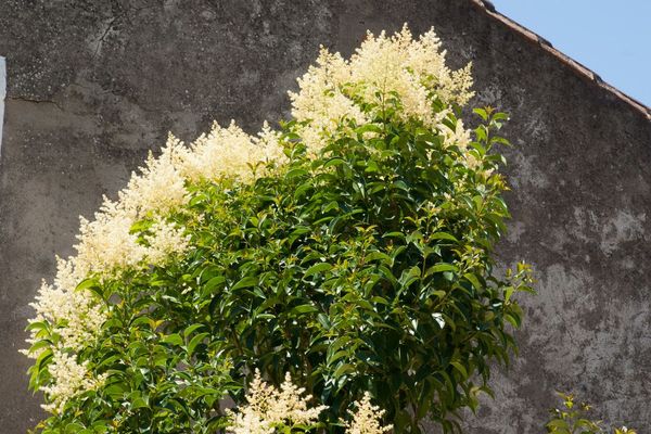 Japanese privet