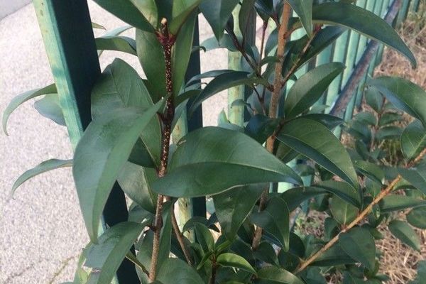 Chinese privet