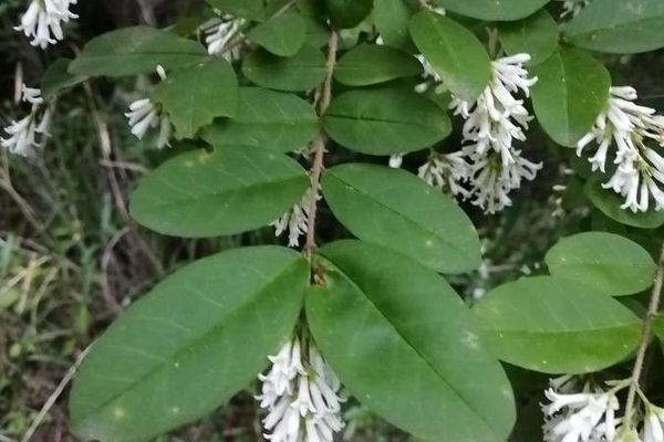 Border privet