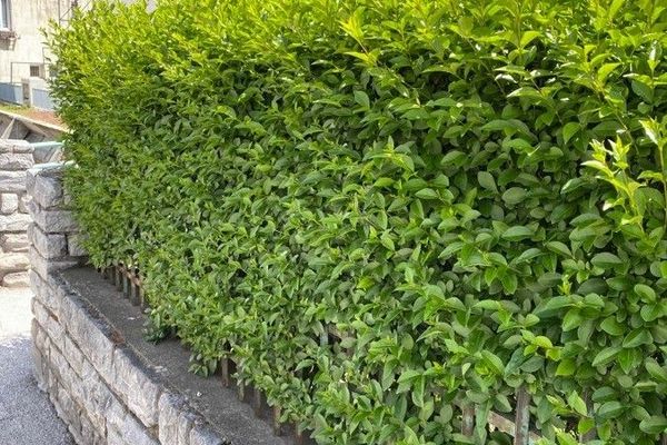 California privet