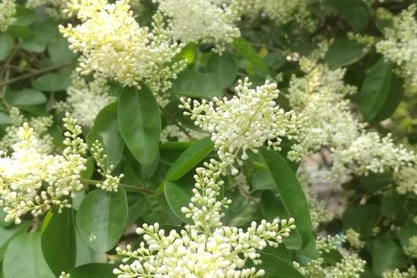 Waxyleaf privet