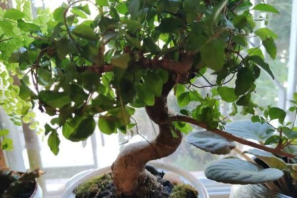 Chinese privet