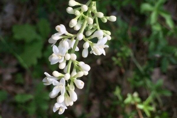 Common privet