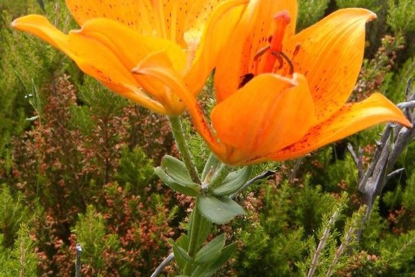 Orange lily