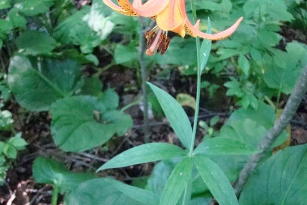 Canada lily