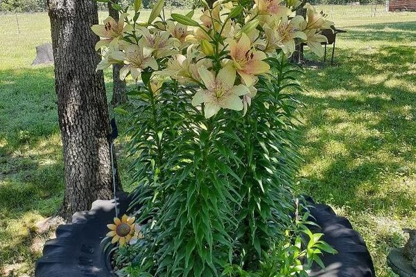Madonna lily