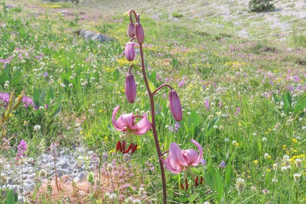 Turk's-cap