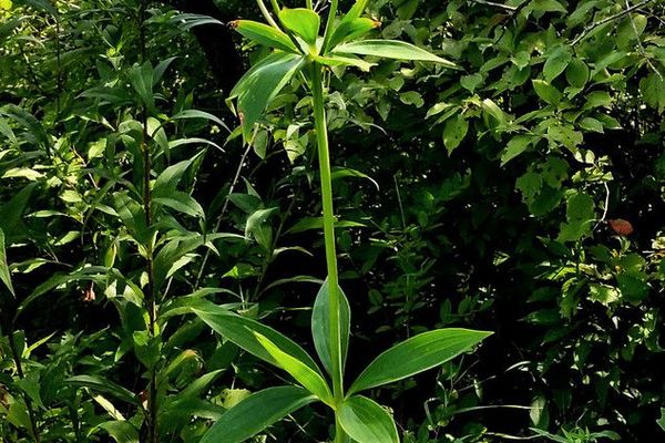 Michigan lily