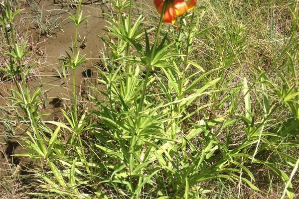 Panther lily