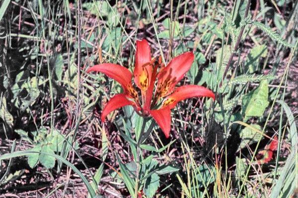 Flame lily