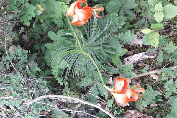 Minor turk's-cap lily