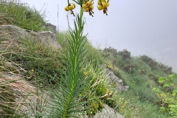 Pyrenean lily