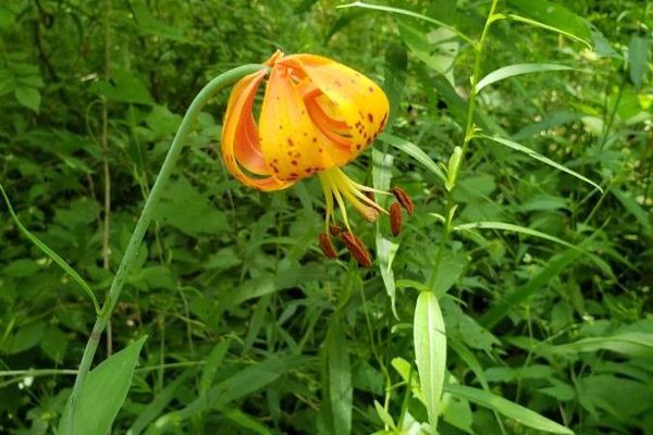 American turk's-cap lily