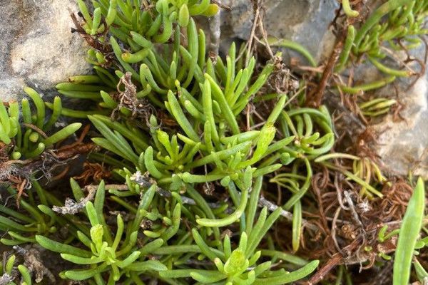 Golden samphire