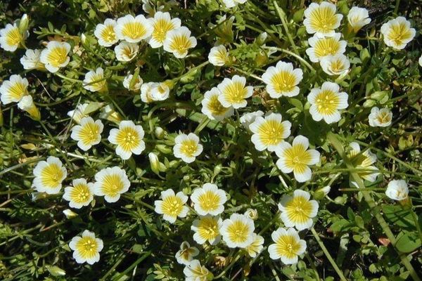 Meadowfoam