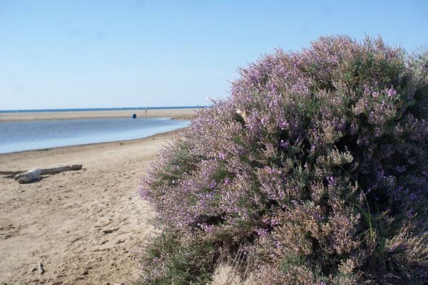 Limoniastrum