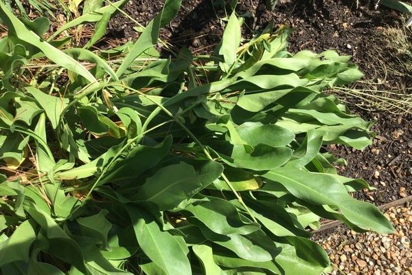 Broad-leaved sea-lavender
