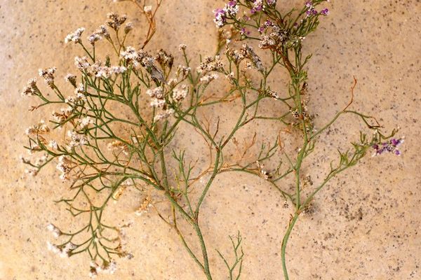 Matted sea-lavender
