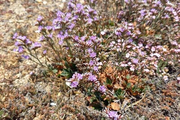 Rock sea-lavender