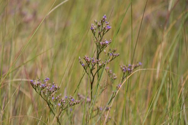 Carolina sea-lavender