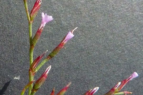 European sea lavendar