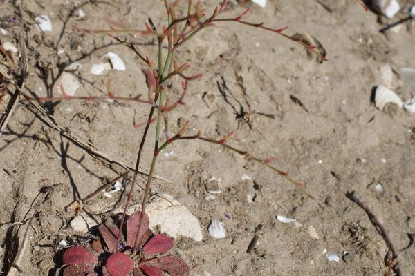 Limonium echioides